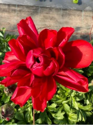 赤（ソフィア）