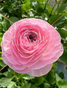 ピンク　(ロズアントス)