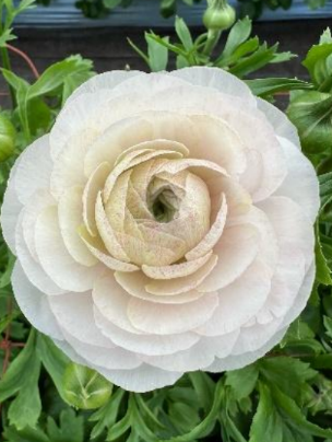 ベビーピンク（イシギア）