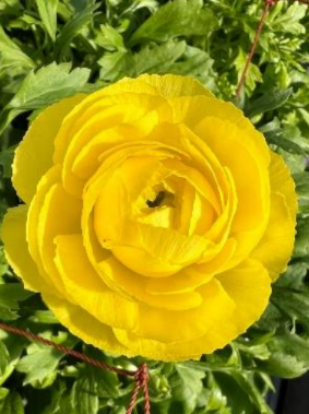 黄色（シバス）