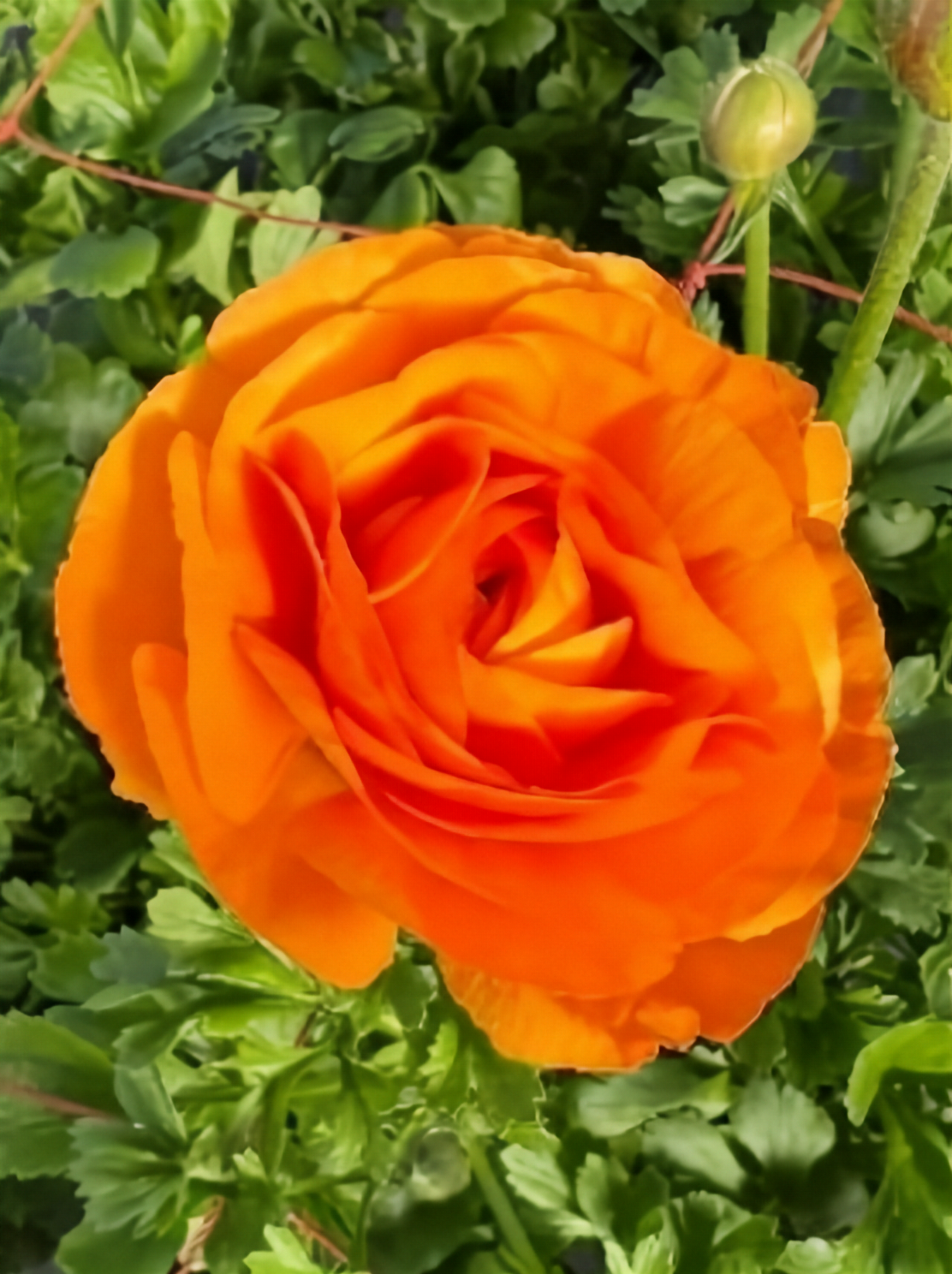 オレンジ（ディーニュ）